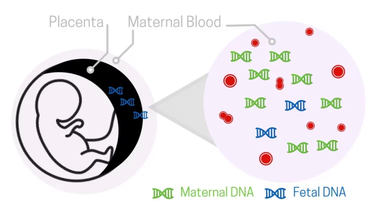 Non-Invasive Prenatal Paternity Tests: How Do They Work and What You Need to Know