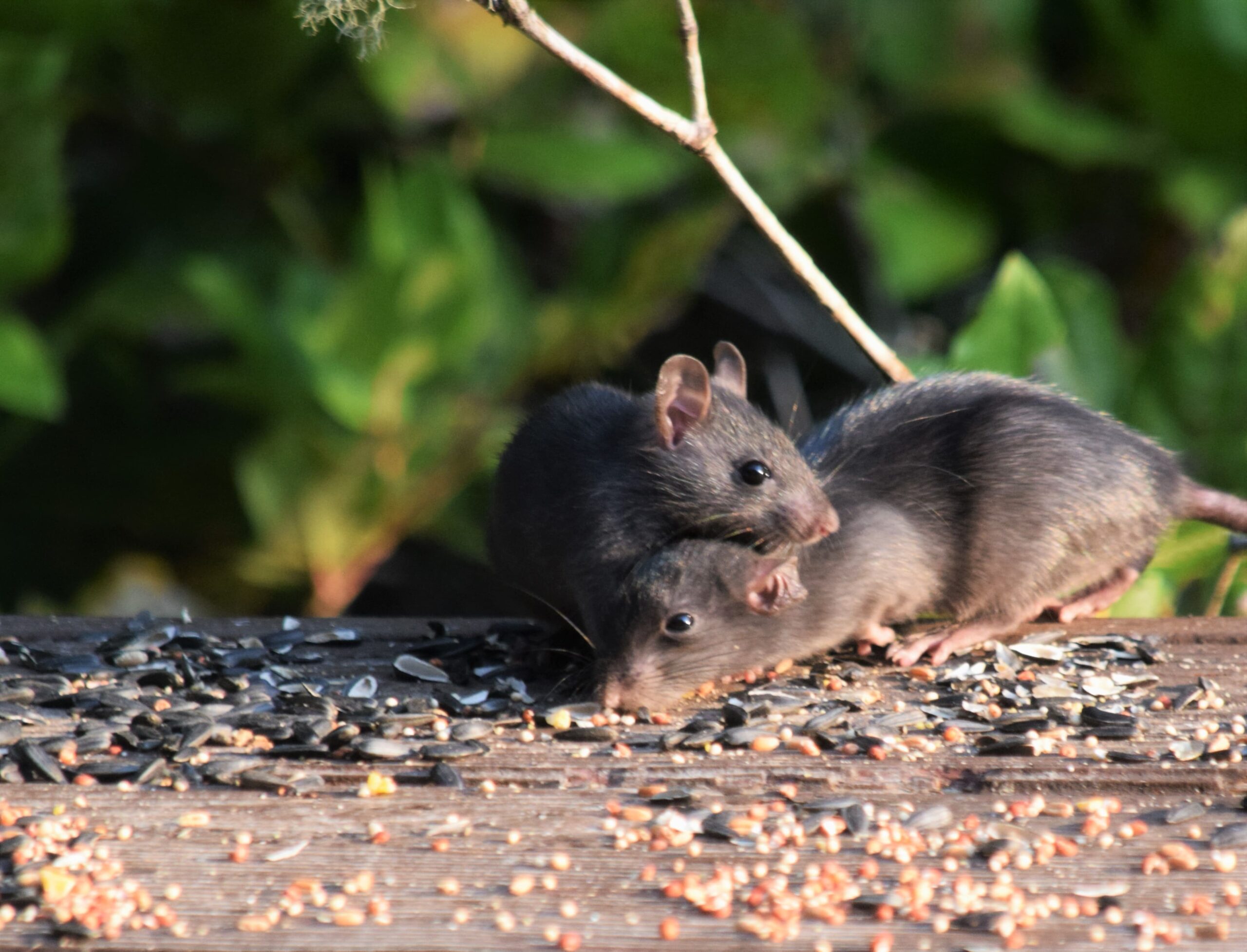 Decoding Rodent Removal