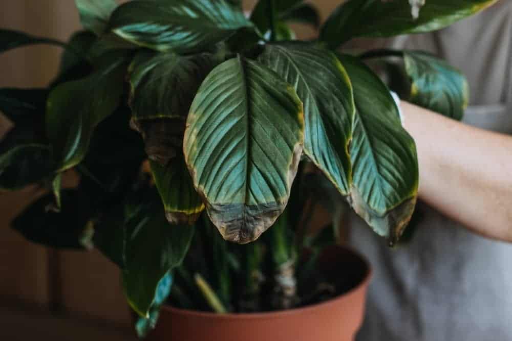 How do you treat black spots on plant leaves?