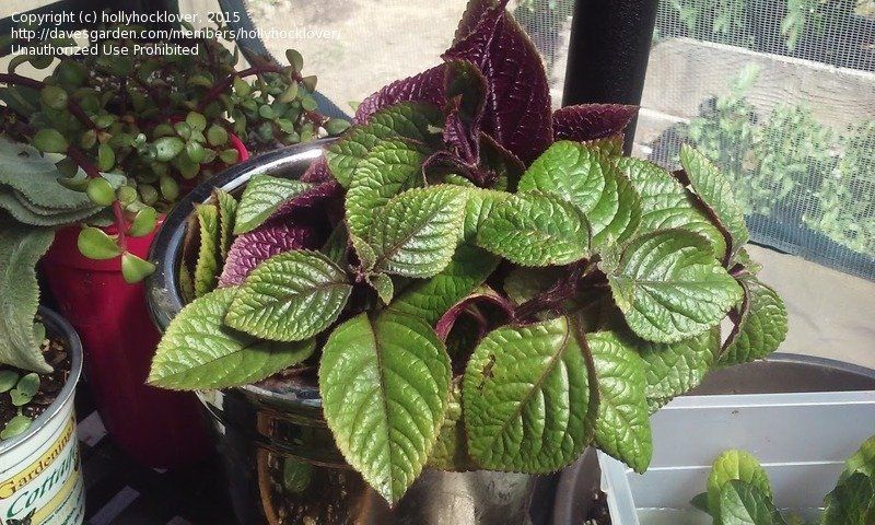 What Is A Trailing Plant With Purple UnderLeaves?